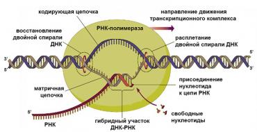 Форма молекулы рнк. Виды РНК. Строение и функции РНК. Геномные тэги и тРНК
